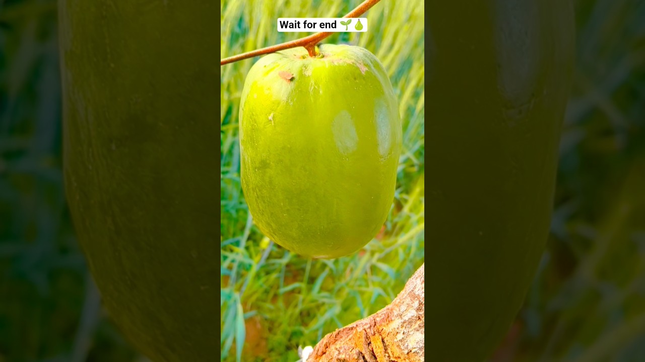 गांव🥰🍐#shorts #ytshorts # #youtubeshorts #trendingshorts #trending #farmingsong #farming#farmlife