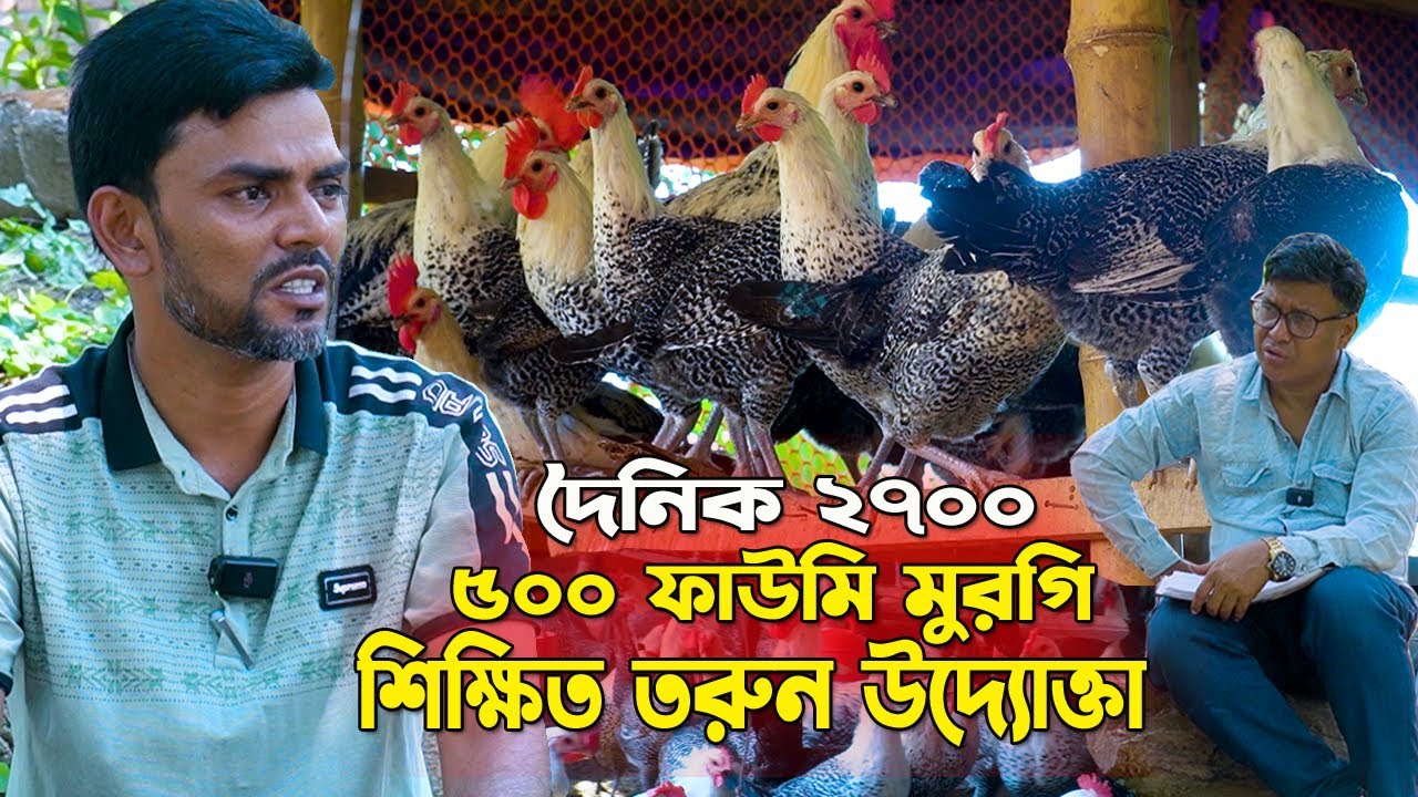 দৈনিক ২৭০০ শত ৫০০ ফাউমি মুরগির পালনে। শিক্ষিত তরুনের ফাউমি মুরগি পালনের অনেক তথ্য