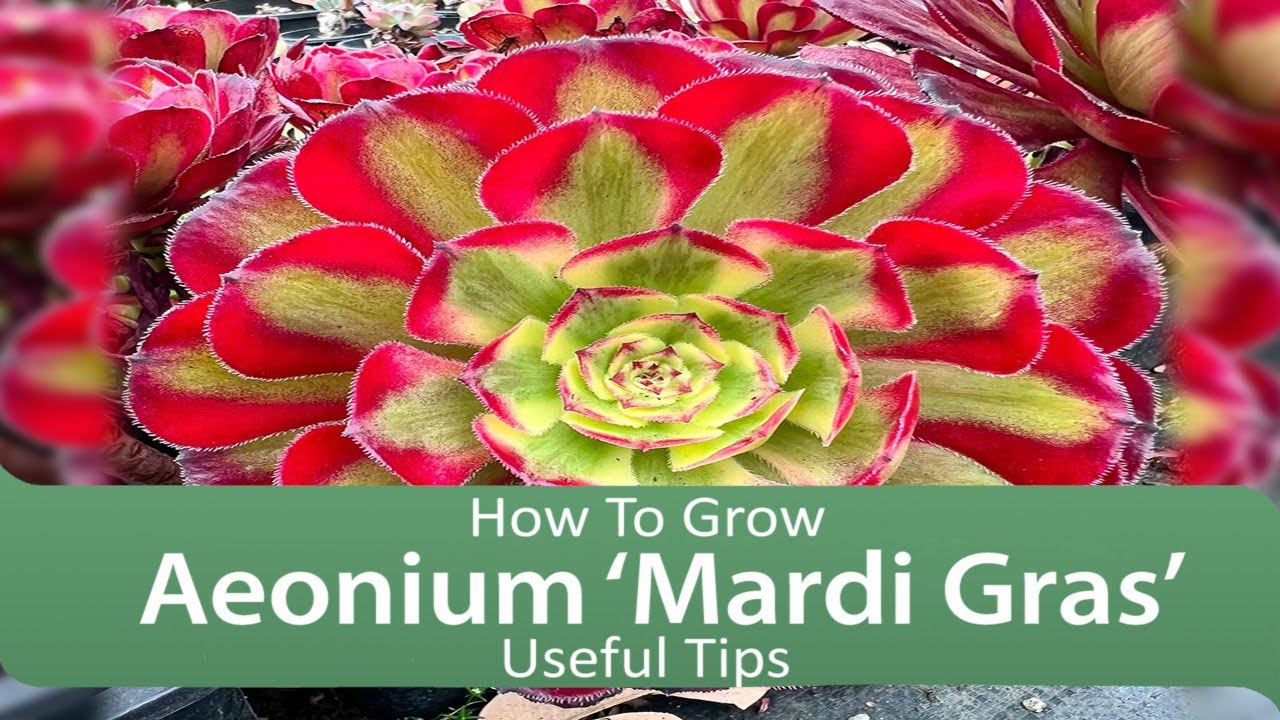 How To Grow a Aeonium ‘Mardi Gras’ - Useful Tips