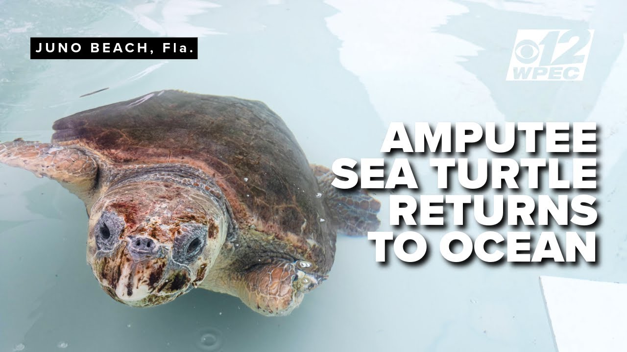 Amputee sea turtle released at Florida beach after months of treatment to crowd