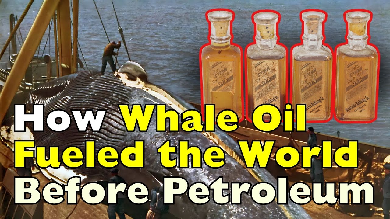 The Forgotten Fuel: How Did Whale Oil Light the World Before Petroleum?