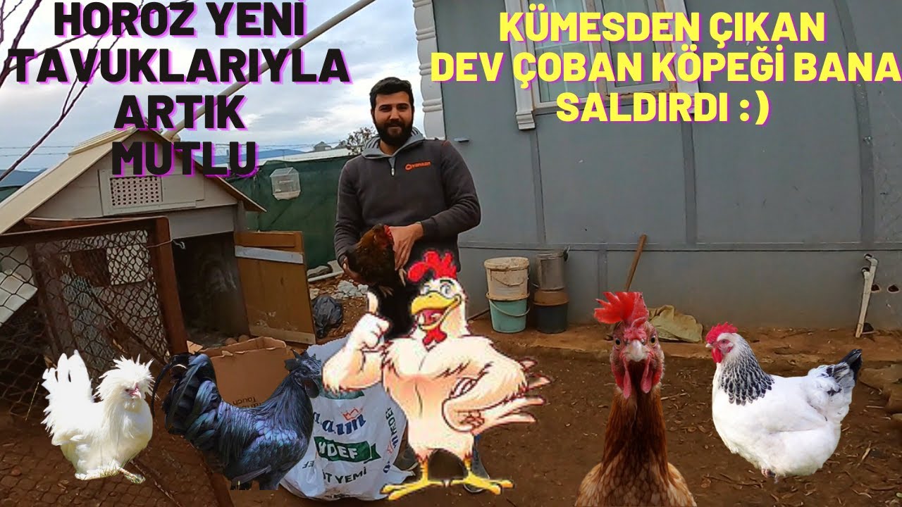 YENİ TAVUKLAR ALDIM ! YENİ KÜMES YAPTIM .HOROZU DÖVEREK SOKAĞA ATTILAR !