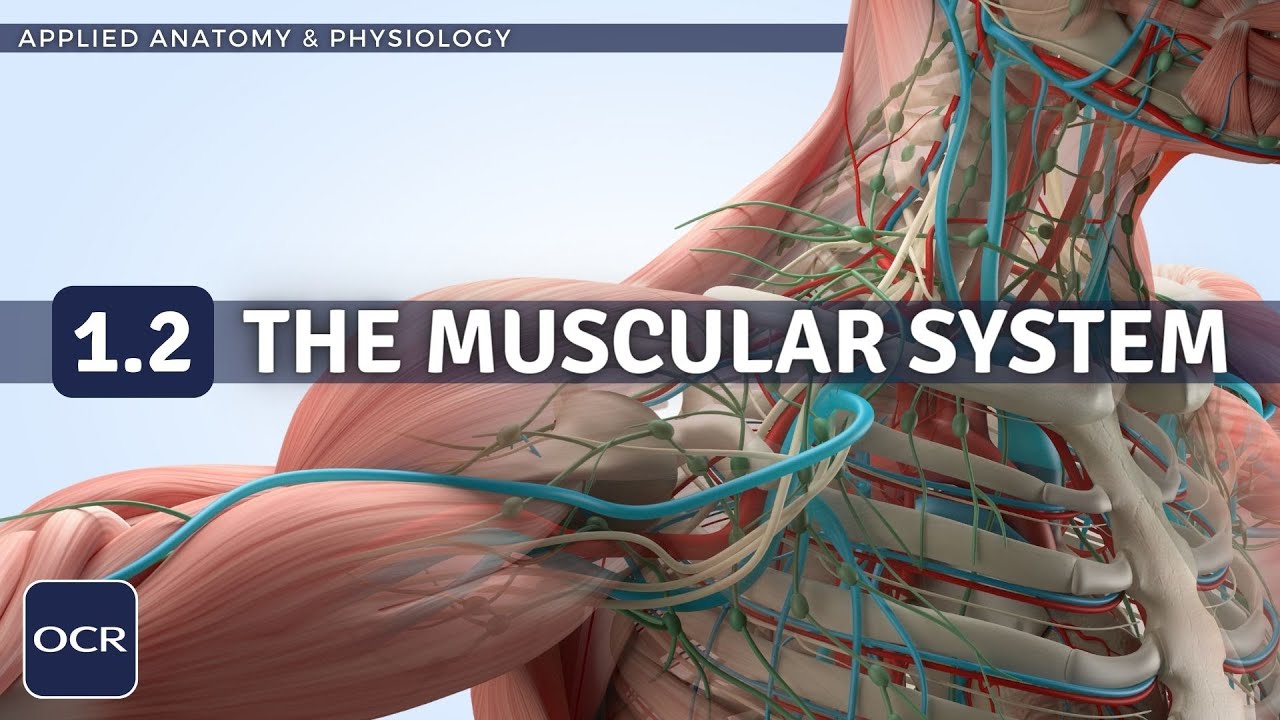 OCR GCSE PE - THE MUSCULAR SYSTEM structure & function - Applied Anatomy & Physiology (1.2)