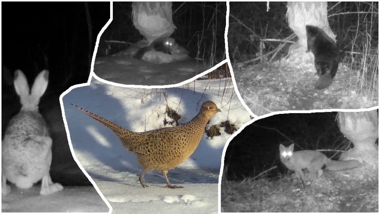 Camera trap - 2026-01-17 - beaver, roe deer, fox, marten, hare, pheasant