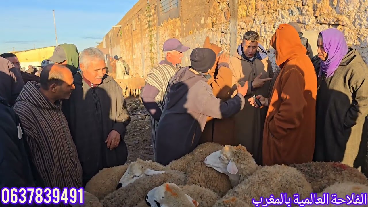 مباشر من سوق تلات ولاد فارس بالتاريخ 10/2\2026