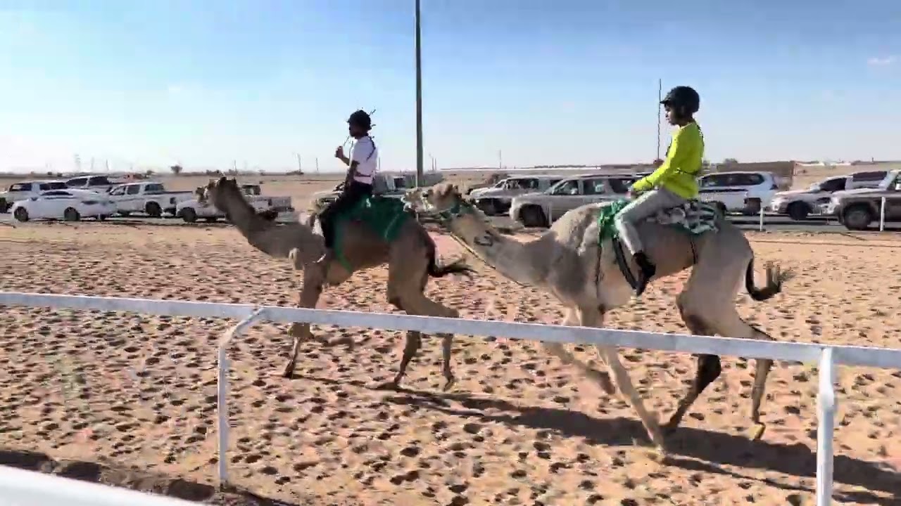 ش2 الرئيسي للثنايا والزمول قعدان  شيبوب ل خلف نايف الفرتاج