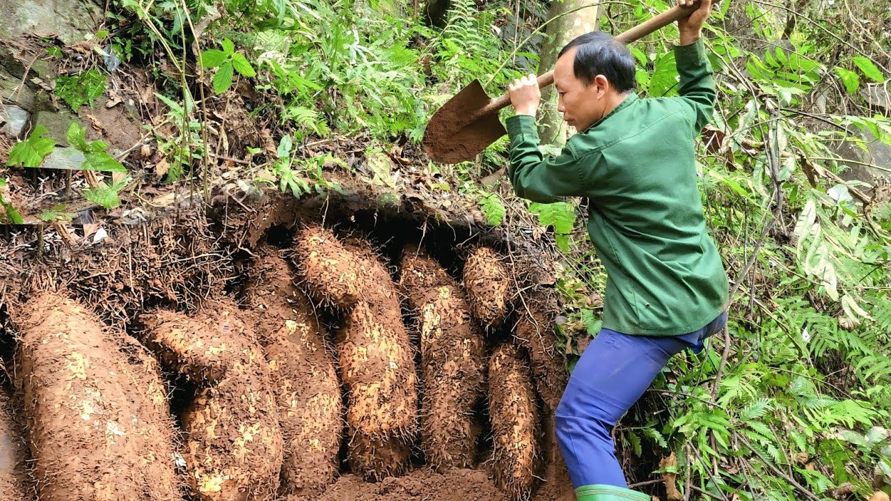 A Thanh went into the forest to find the biggest wild potatoes to sell at the market to earn money.
