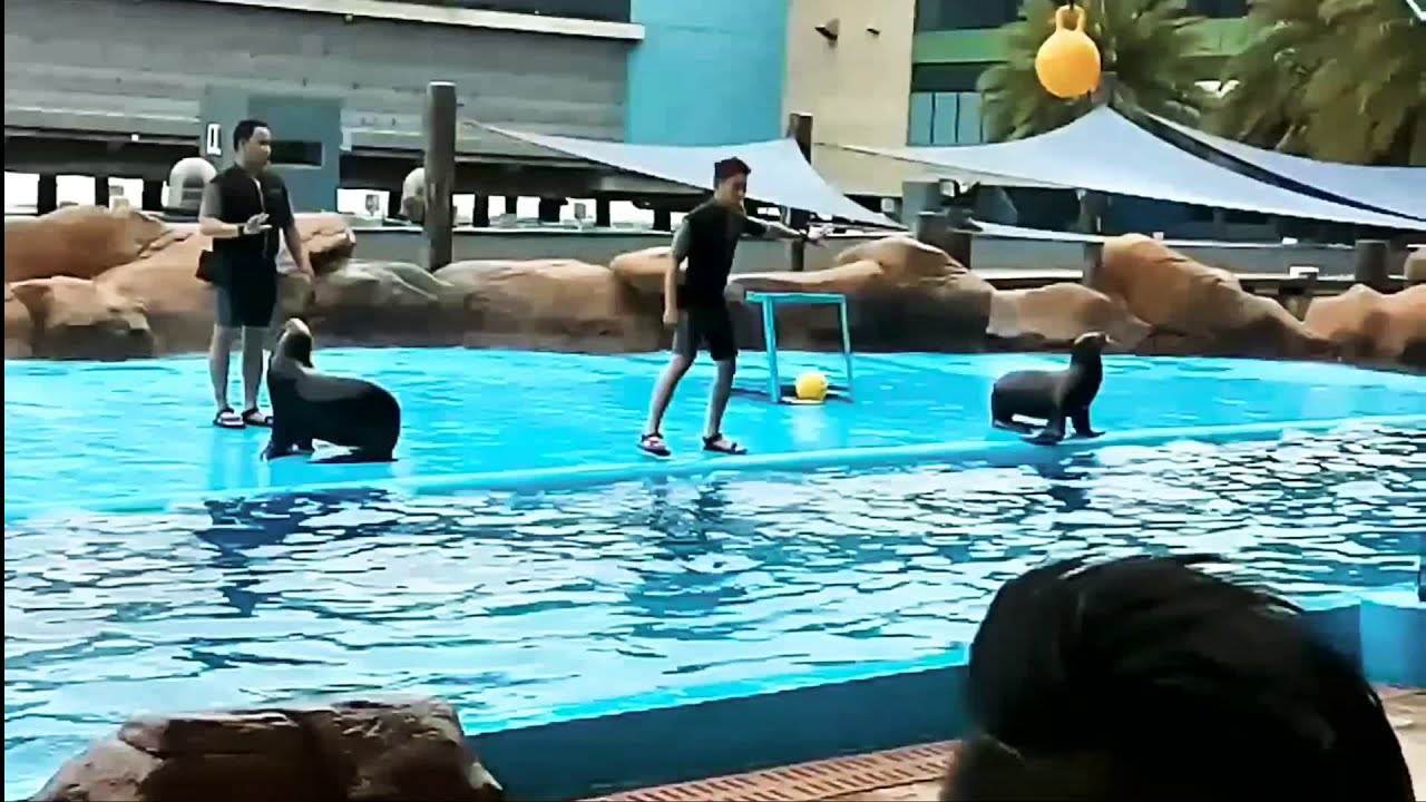 Amazing Seal Show at Manila Ocean Park