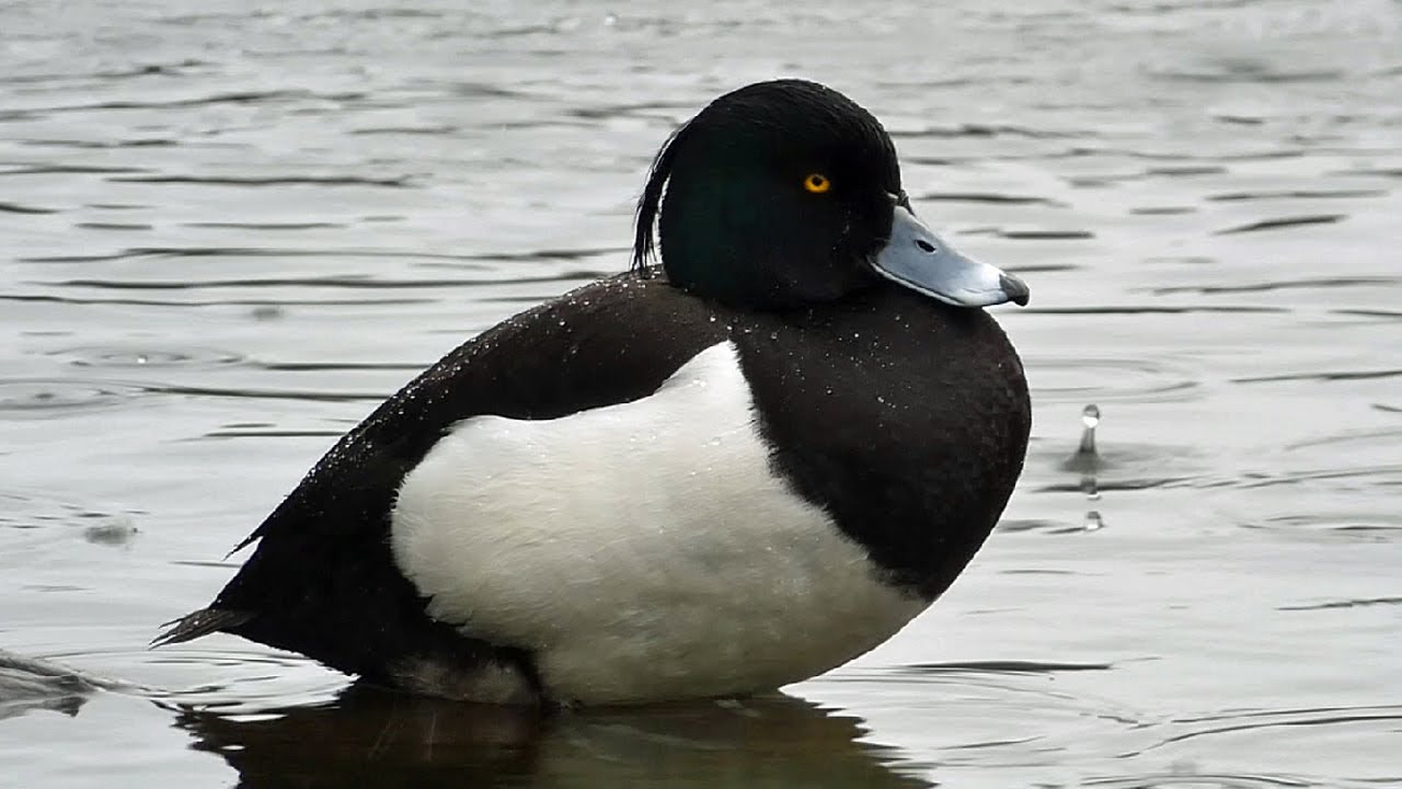 Bird Facts: The Tufted Duck