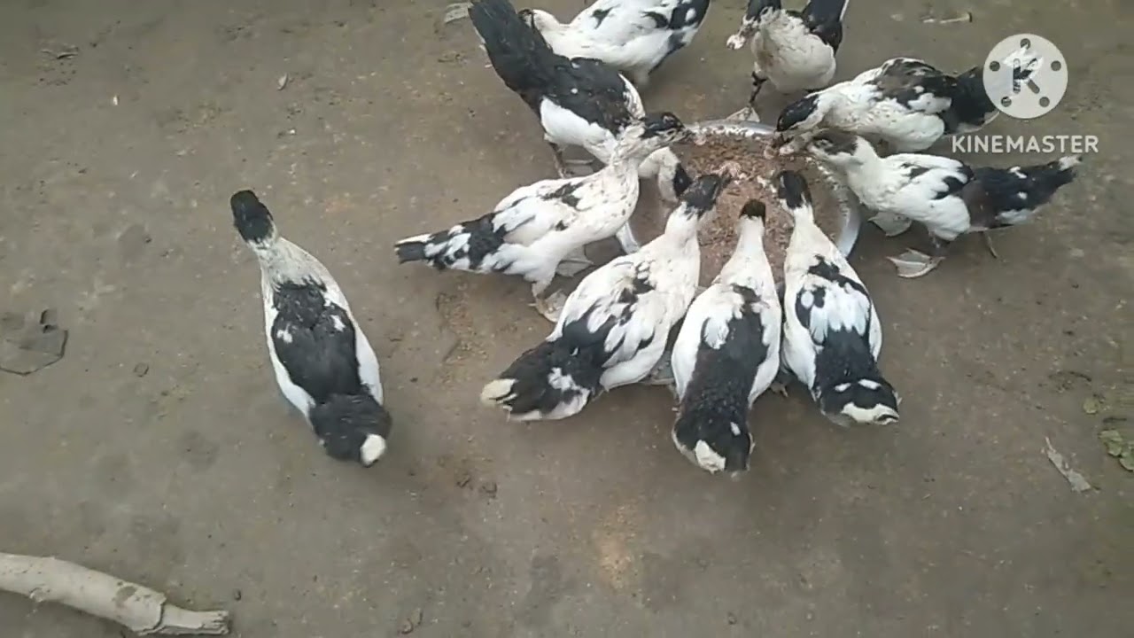 প্রচুর শীতকালে চিনা হাঁস কি নিয়মে পালবেন Assam Farm 