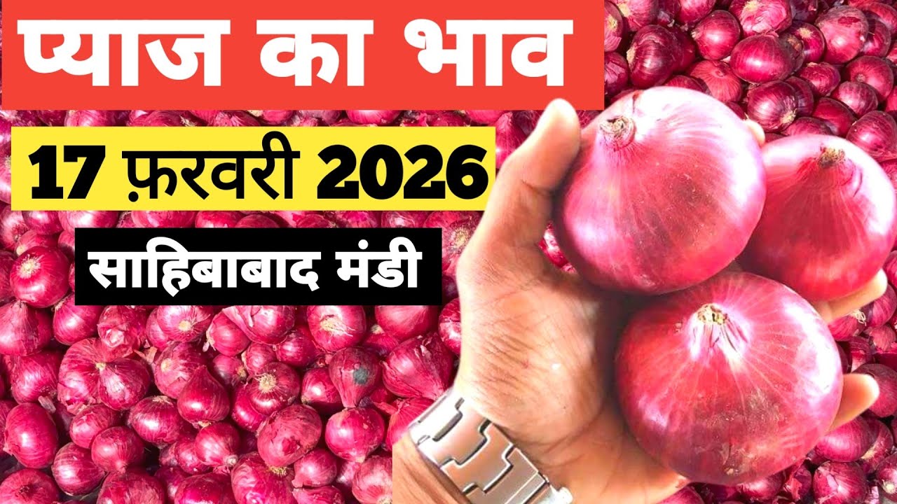 17 February 2026🧅 प्याज का भाव साहिबाबाद मंडी | today onion rates in sahibabad mandi Delhi NCR 