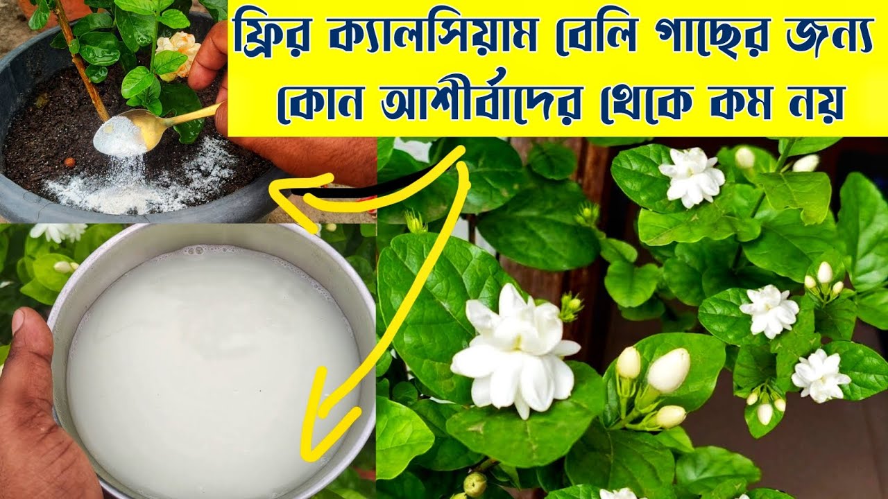 অসাধারণ ফুলে ভরে থাকবে বেলি | তীব্র গরমেও ফুটবে শত শত ফুল,না জেনে ফেলে দেওয়া এই জিনিসে#Calcium