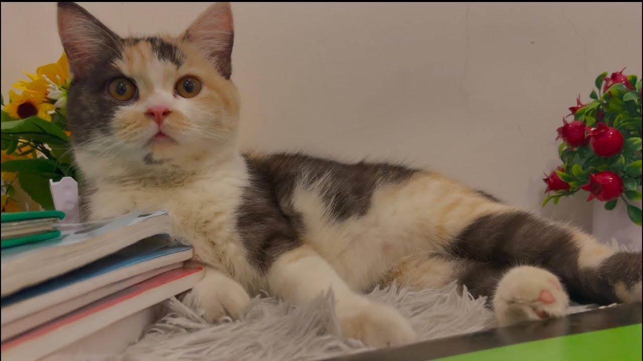 #Cat