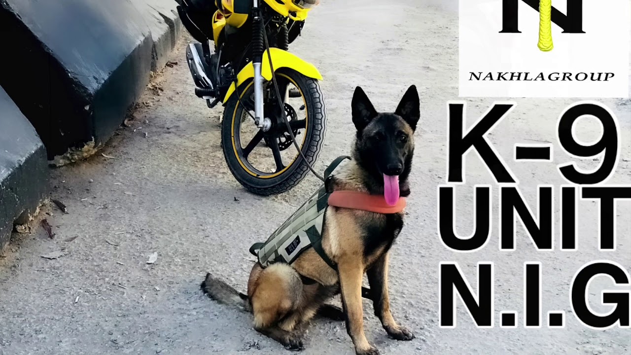 اقوى كلب كشف متفجرات في العراق  SPECIAL K-9 UNIT