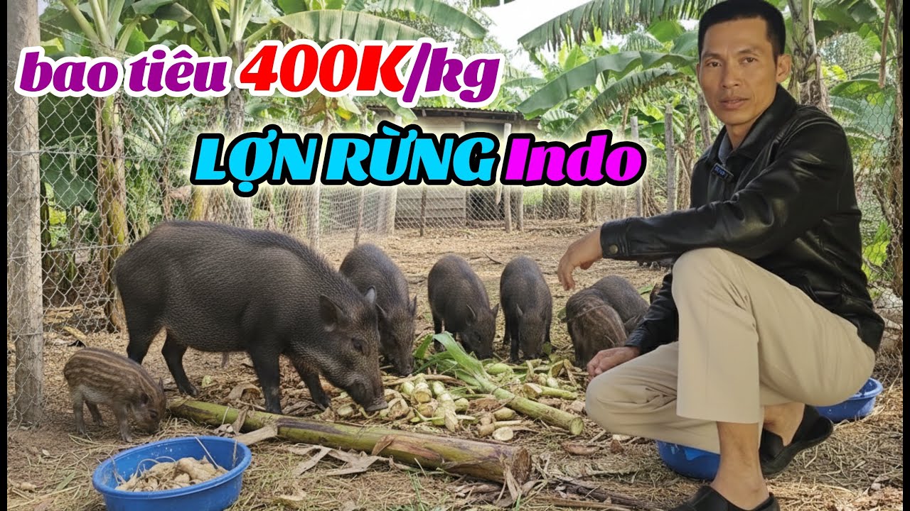 Nu&ocirc;i Lợn Rừng Indo Hiệu Quả &ndash; L&atilde;i Cao, Chi Ph&iacute; Thấp, Thị Trường Ổn Định Chăn Nu&ocirc;i 2026