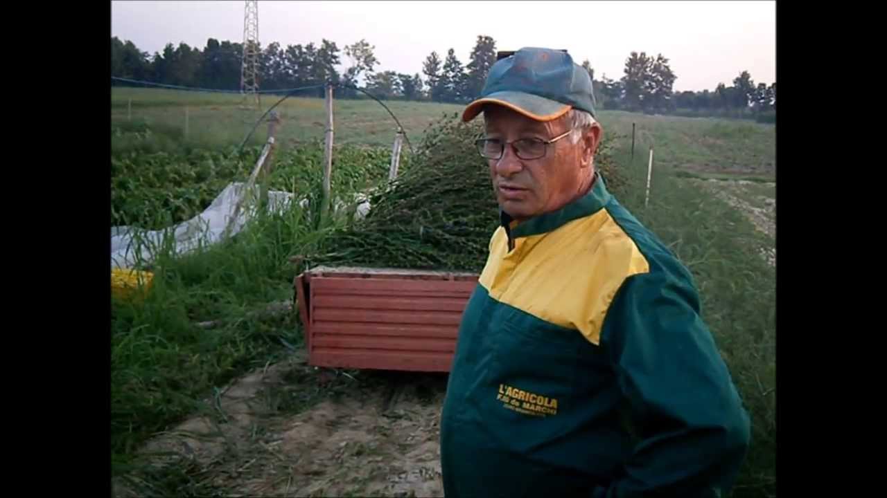 Radicchio rosso tardivo: raccolta delle piante da seme. Azienda Luigino Michieletto, Preganziol TV