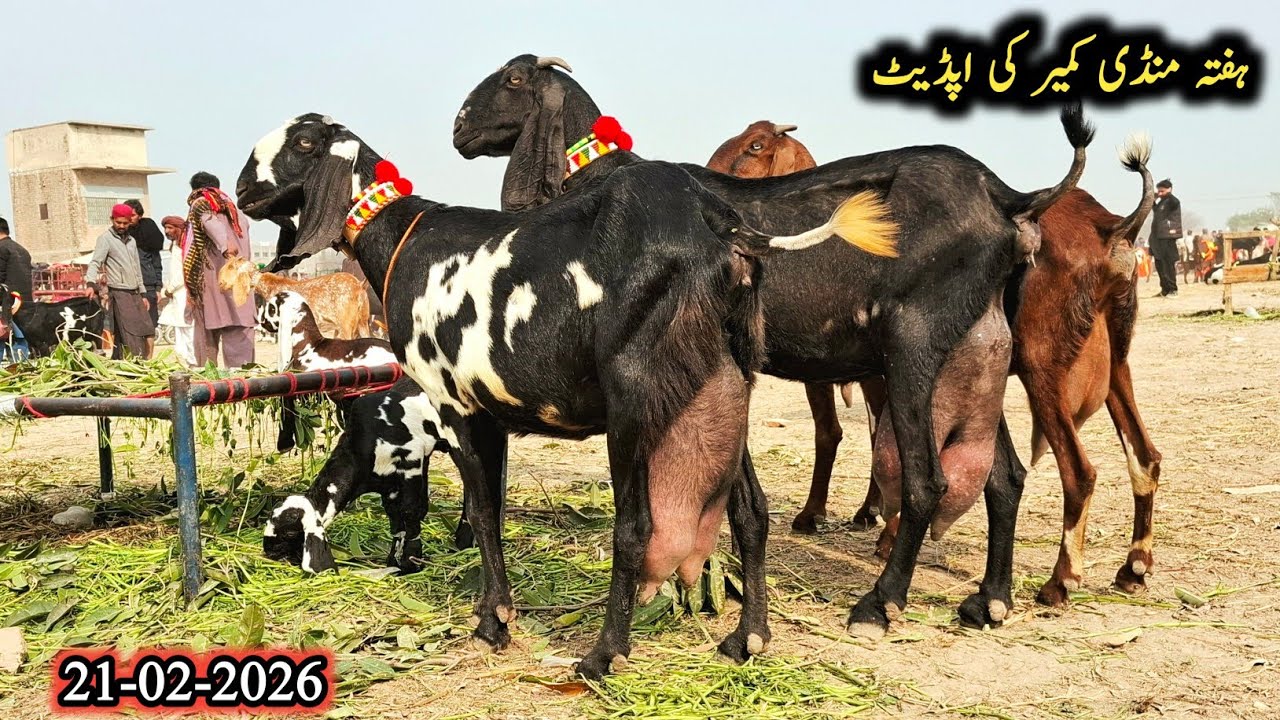 21 February 2026 Kameer Bakra Mandi Today Latest Update Beetal goats With Kids-Goats-0303-5065358