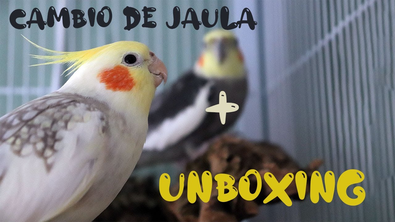 UNBOXING + Cambio de jaula y hablamos