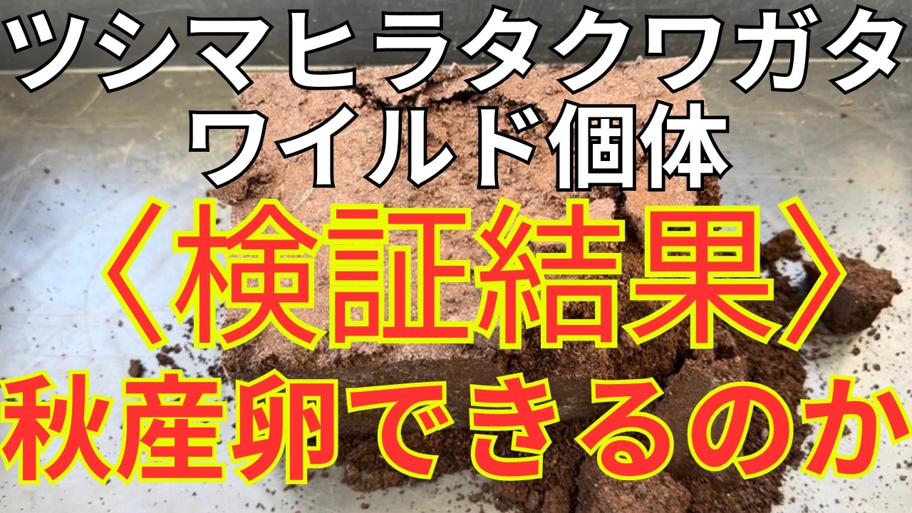 【検証結果】ツシマヒラタクワガタの産卵セット確認、卵は見つかったのか？