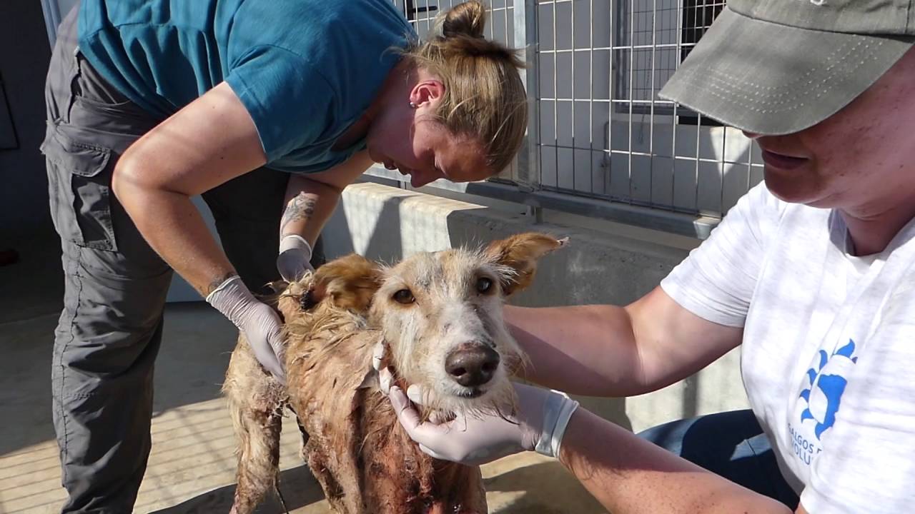 Volunteer at Galgos del Sol - Gerri and Zoe. The Gals Go To The Galgos!