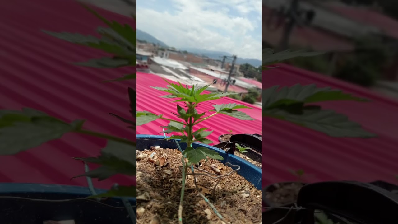 Autocritical Orange Punch.  17/03/2025 ---- 14/04/2025