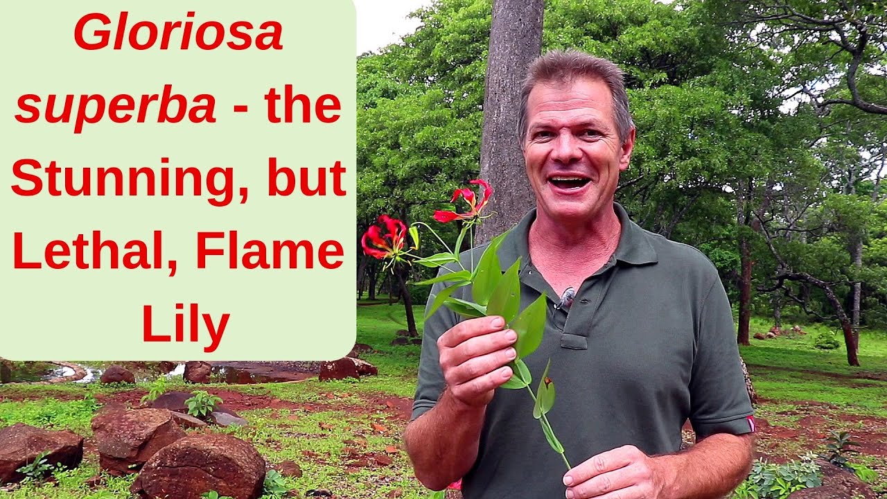 Gloriosa Superba — потрясающая, но смертоносная огненная лилия