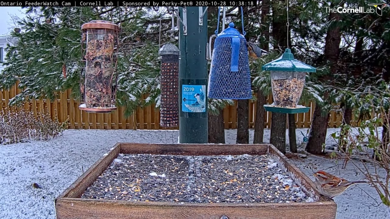 Chilly Morning Brings Diverse Feeder Birds To Ontario FeederWatch Cam – Oct. 28, 2020
