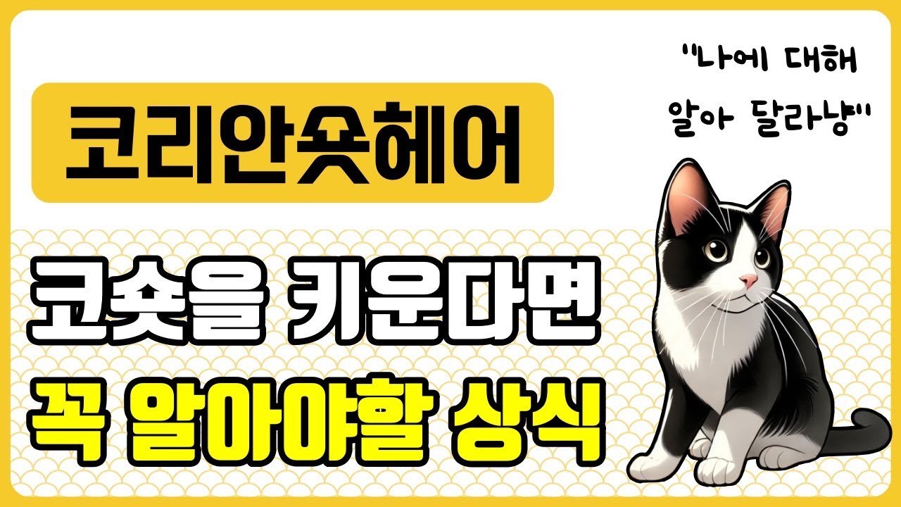 코리안숏헤어 : 코숏을 키운다면 꼭 알아야 할 상식