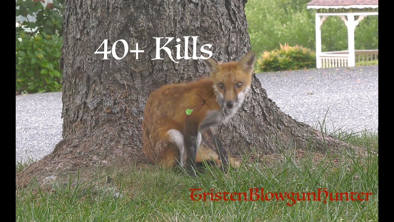 Blowgun Hunting KILL SHOT COMPILATION (40+Kills)