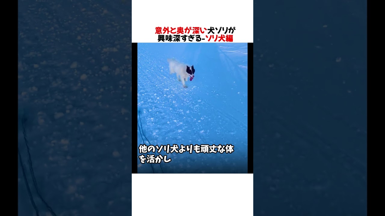 【ソリ犬編】意外と奥が深い犬ゾリが興味深すぎる