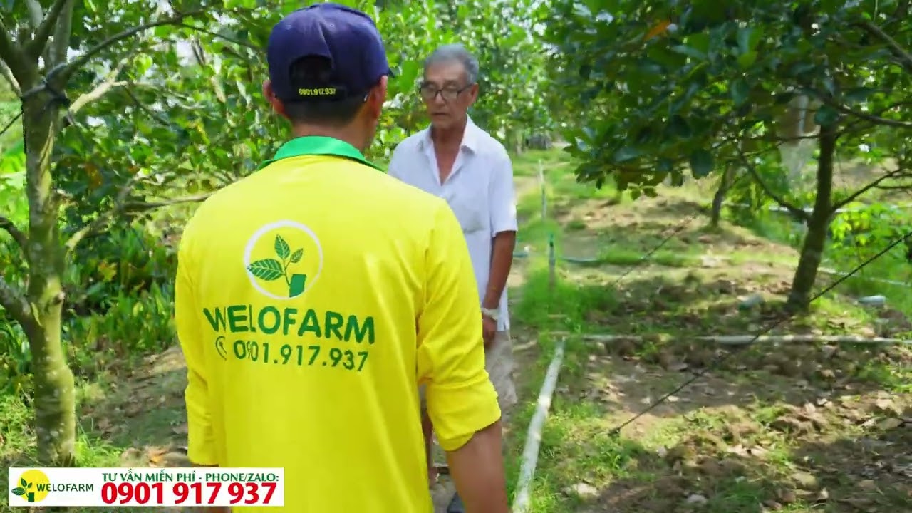 Kết quả phục hồi vườn mít suy yếu sau hơn 1 tháng