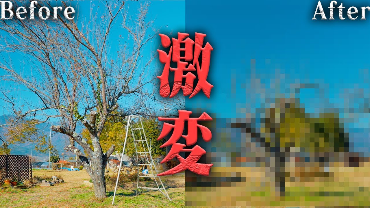 【剪定】伸び放題だった梅の木がスッキリ姿に! #705