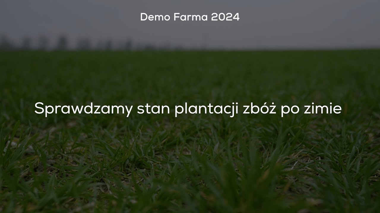 Sprawdzamy stan plantacji zb&oacute;ż po zimie