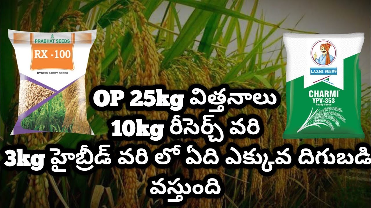 OP 25kg విత్తనాలు 10kg రీసెర్చ్ వరి 3kg హైబ్రీడ్ వరి లో ఏది ఎక్కువ దిగుబడి వస్తుంది  