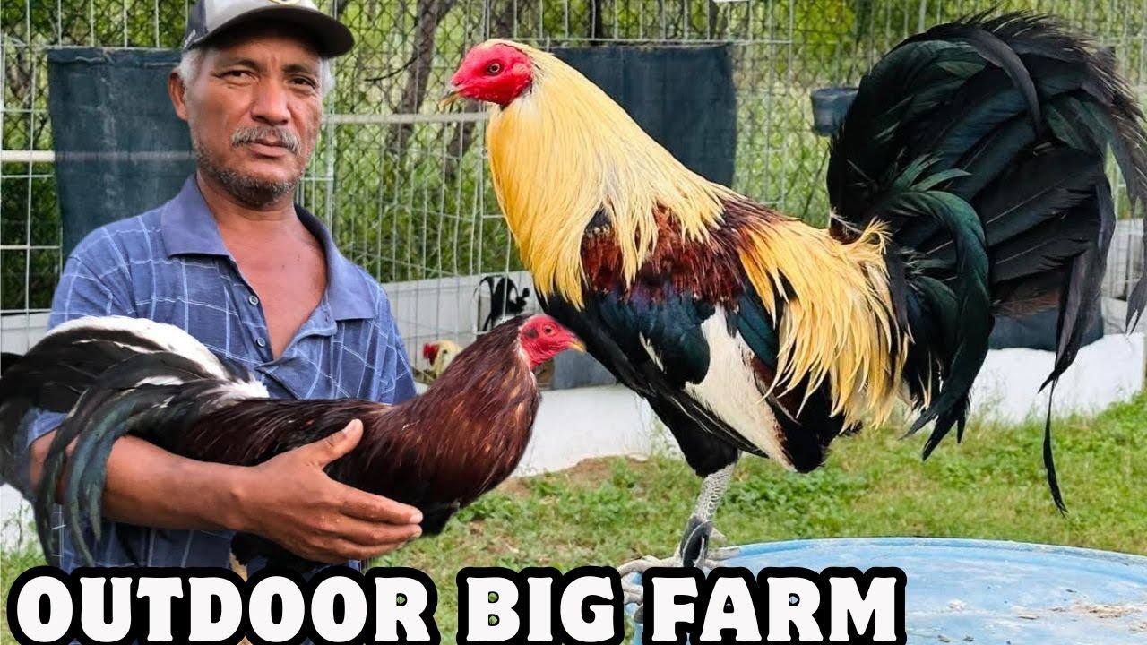 Курятник на открытом воздухе для свободного выгула от Big Farm - Shape Chicken Coop Outdoor