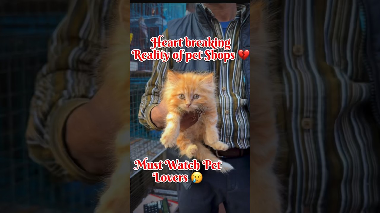 Must Watch Video Before Buying A Pet 💔 | Sad Reality Of Pet Shops | lal Qila Pet Market & Cheap Cat