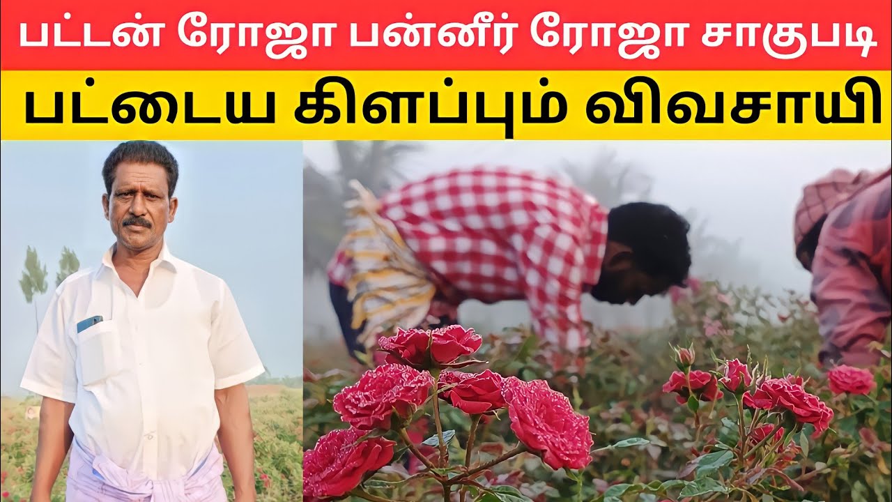 பட்டன் ரோஜா பன்னீர் ரோஜா விவசாயம்Rose farming | button roce paneer roce cultivation