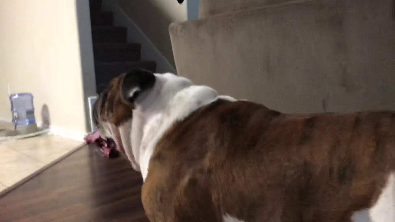 British bulldog attack