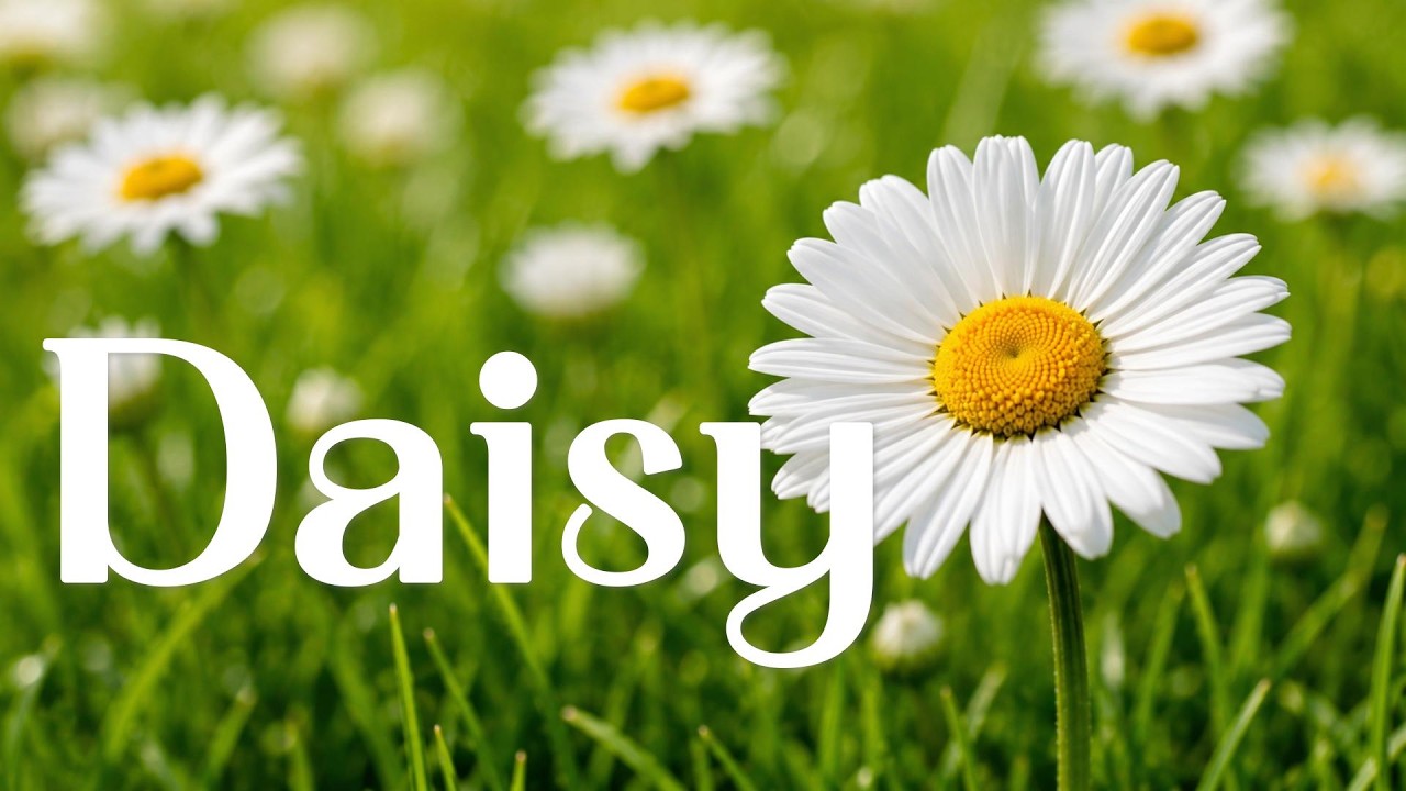 beautiful Daisy Flowers in Full Bloom. flowers always make me smile, flower scenery