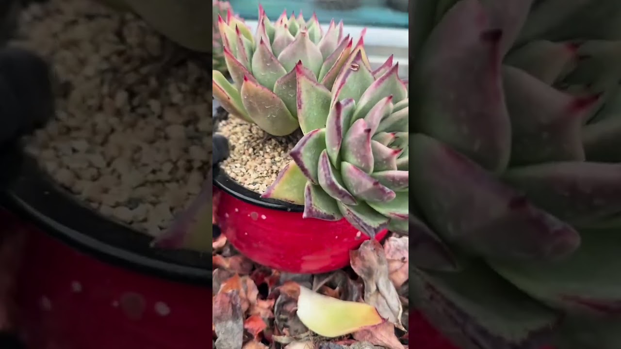 Let's remove dead leaves succulent 