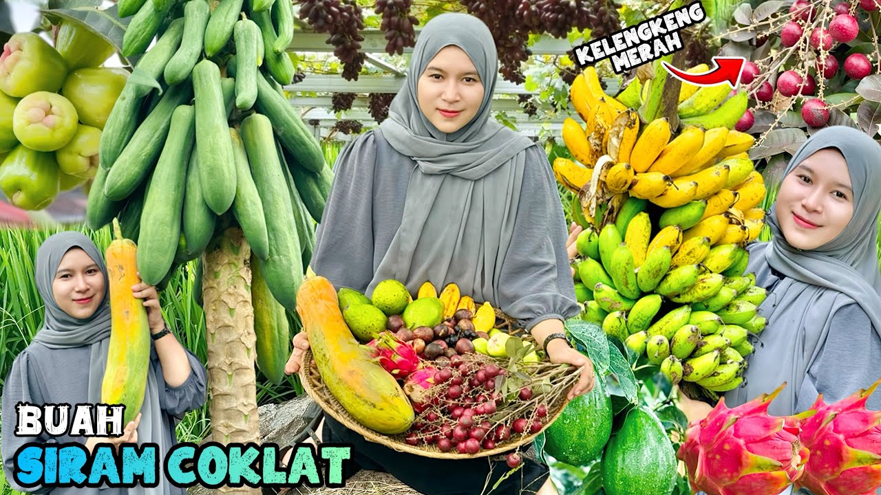 Panen buah-buahan dikebun | Buah siram coklat