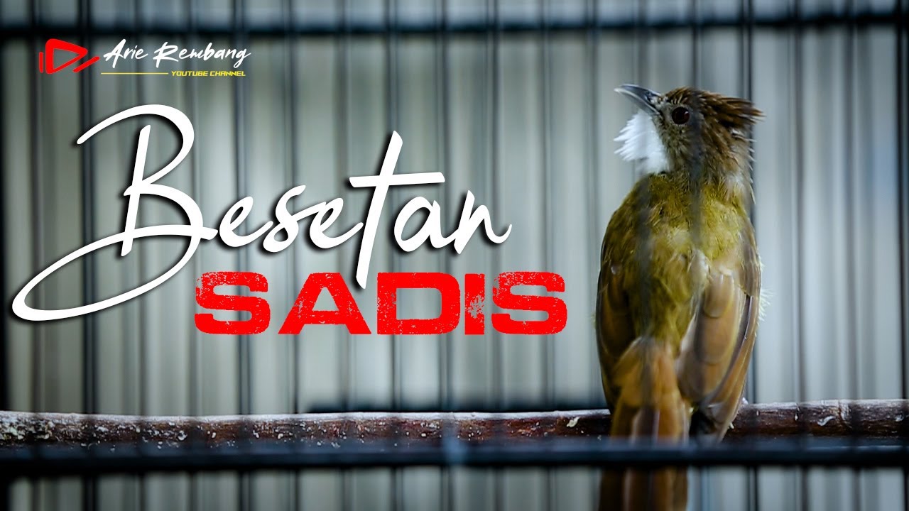 MASTERAN CUCAK JENGGOT GACOR BESETAN RAPET