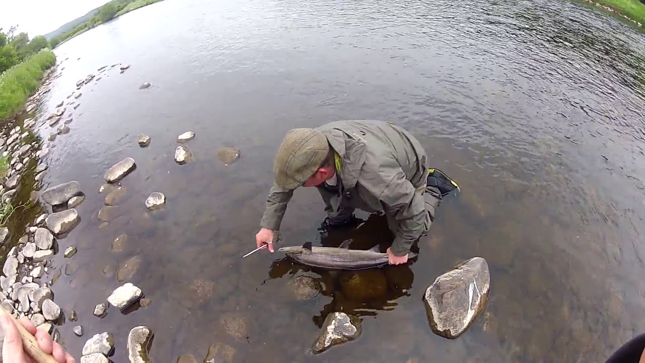 River Spey ..Nutmeg the Ghillie (Tulcan B) Stone Pool.