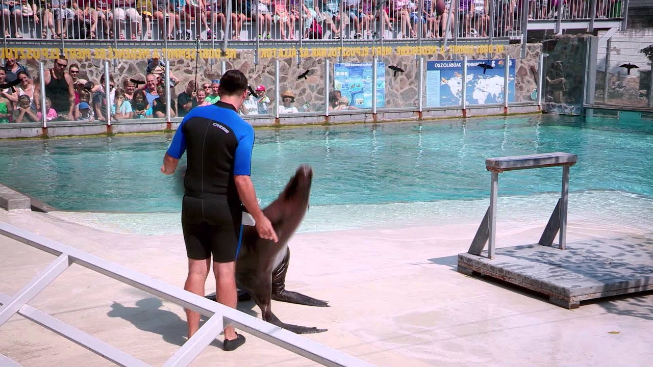 Fókashow - Sea lion Show - Sóstó Zoo Nyíregyháza