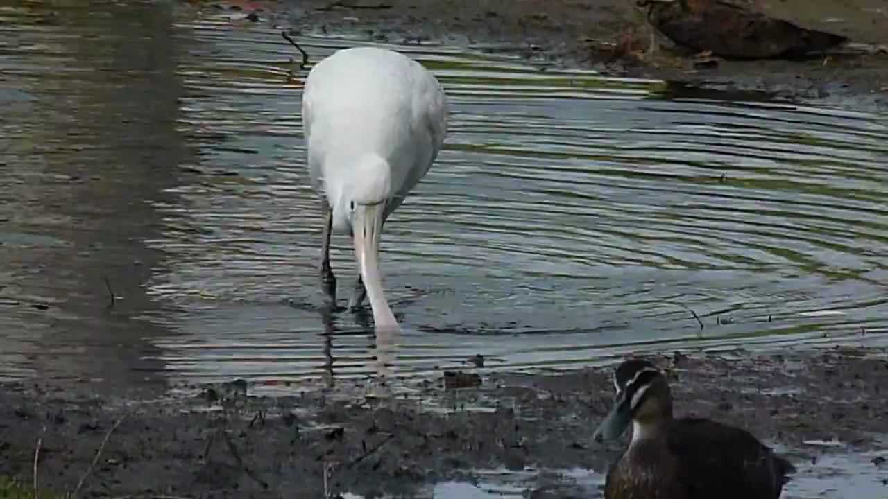 Yellow-billed Spoonbill feeding