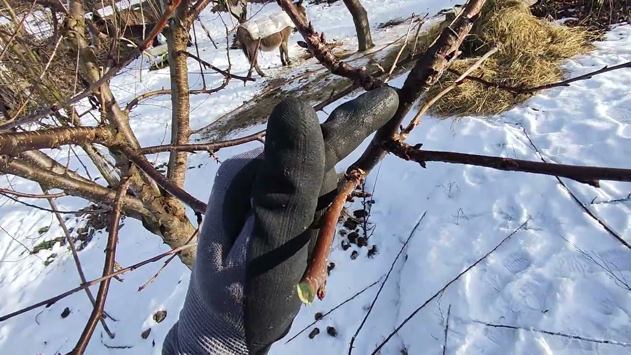 Curățarea Cireșului in repaus vegetativ 🍒🍒🍒