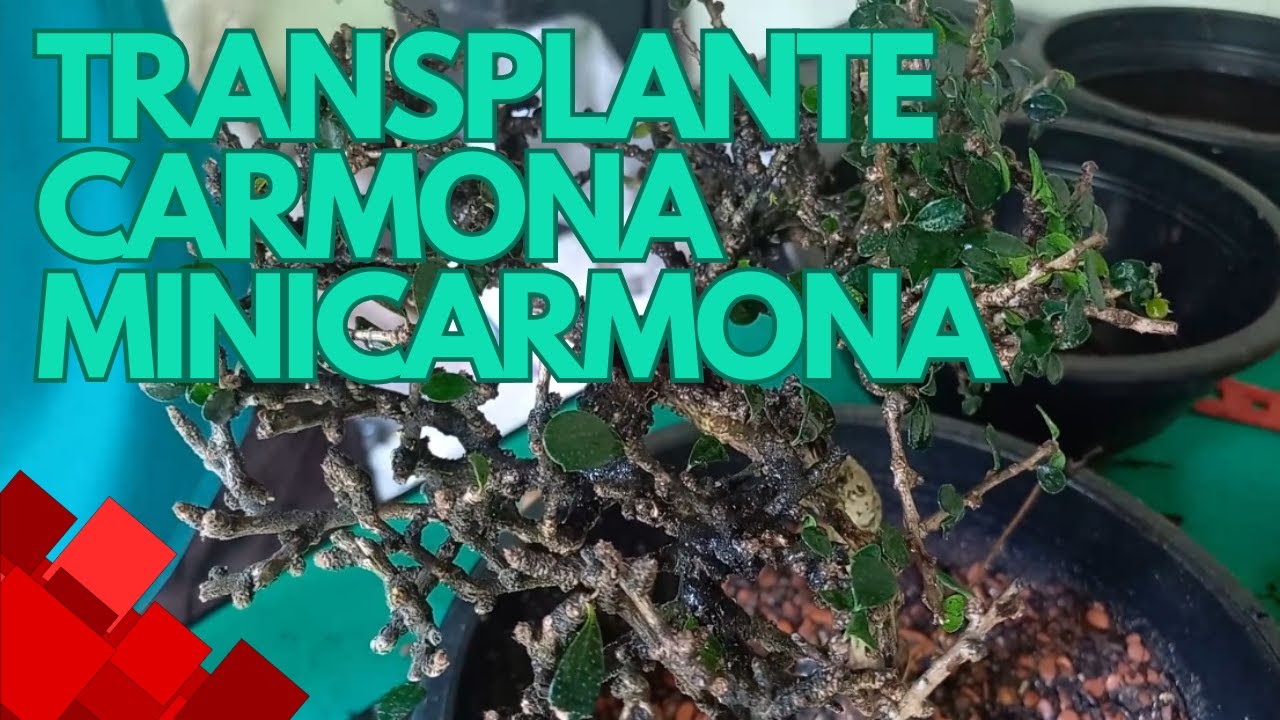 Transplante Carmona e Minicarmona