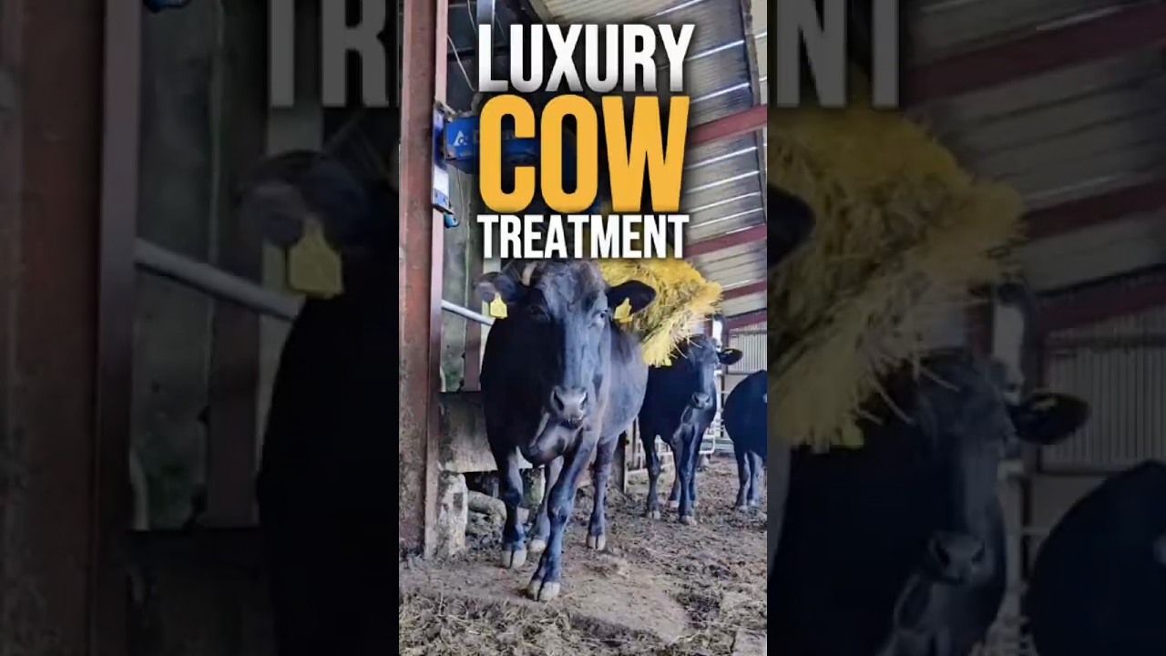 Why Wagyu Beef Costs $300 a Steak 🤯 | Cows Get Massages & VIP Treatment #Wagyu #Luxury #DidYouKnow