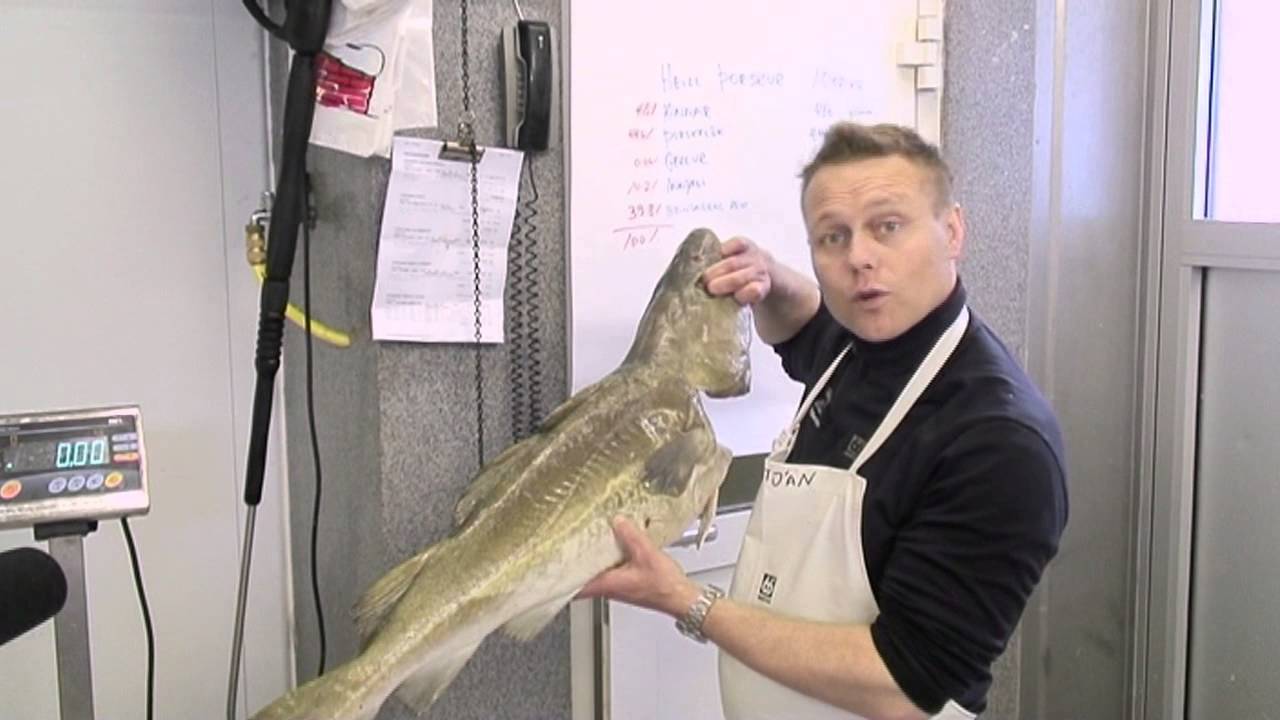 Gellur og Kinnar - Fiskikóngurinn