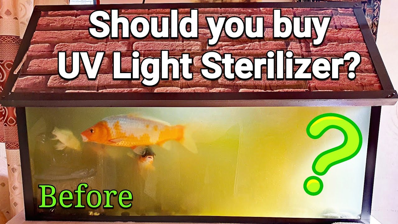 What will happen when you add a UV LIGHT STERILIZER to your Aquarium / Fish Tank?